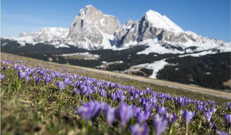Krokusblüte Südtirol