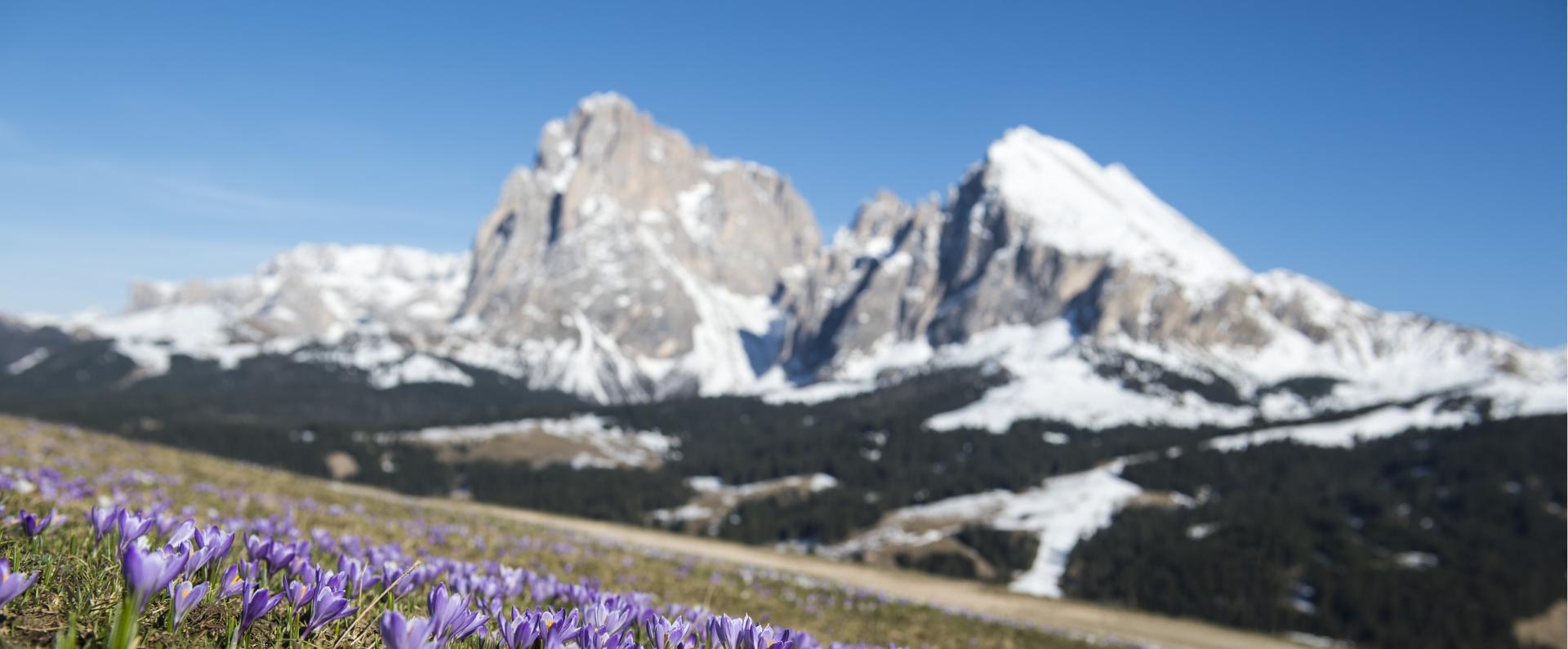 Spring on the Seiser Alm