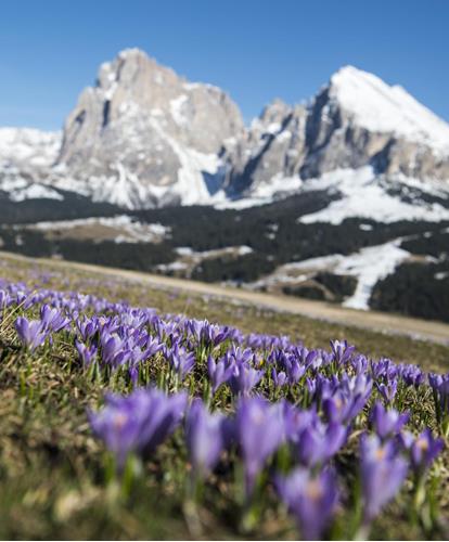 Alpe di Siusi: l'altipiano più grande d'Europa