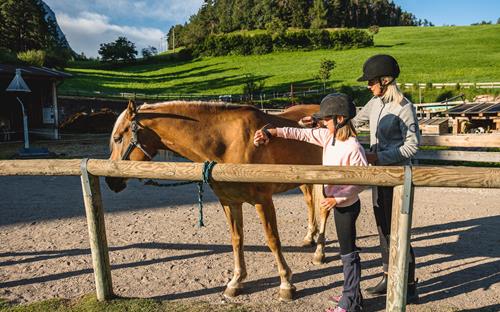 A horse is groomed