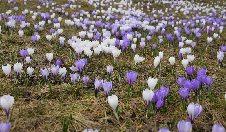 Krokusblüte Südtirol