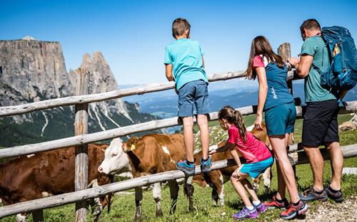 A family meets cows