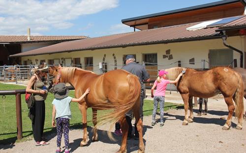 Meeting horses