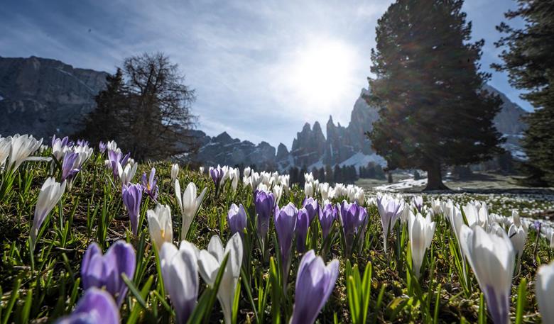 Krokusblüte Südtirol