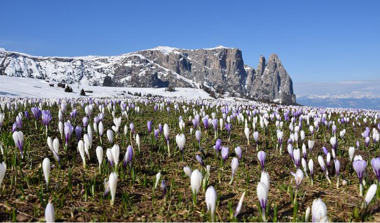 Crochi in fiore